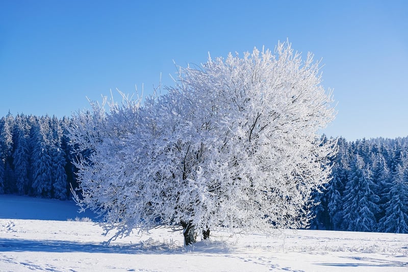 Winter Warmth